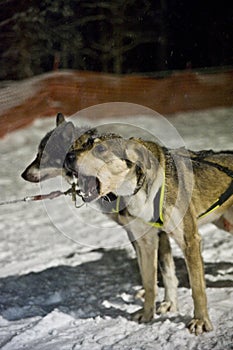 Sled with huskies