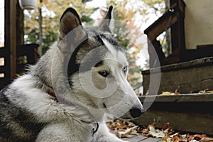 Sled husky dog with blue eyes