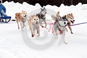 Sled Husky dogs. Working sled dog of the North. Active Husky sledding in the winter in the harnesses to drive in the