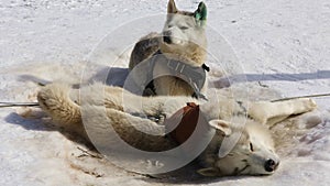 Sled Husky lying on the snow