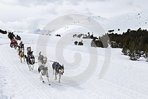 Sled ride with huskies in spanish pyrenees