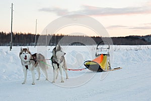 Sledding husky dogs have a rest after trainig
