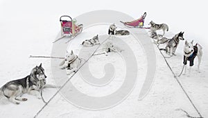 Sledding with husky dogs , snow backround, resting dog