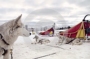 Sledding with husky dogs , snow backround, resting dog