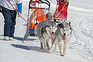 Sleddog competition