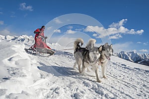 Sleddog competition