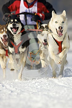 Sleddog race