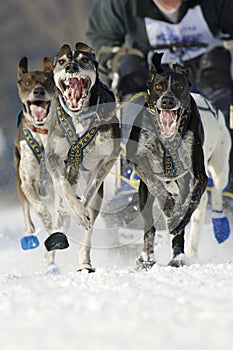 Sleddog race