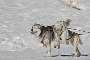 Sleddog race