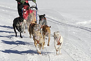 Sleddog race