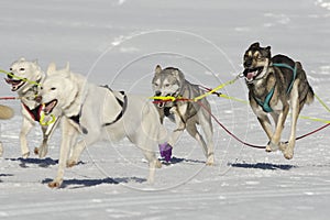 Sleddog race