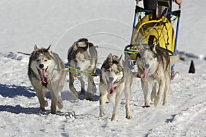 Sleddog race