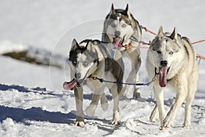 Sleddog race