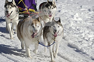Sleddog race