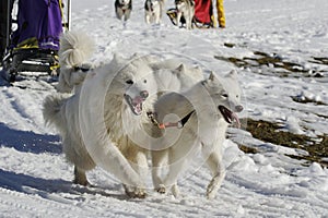 Sleddog race