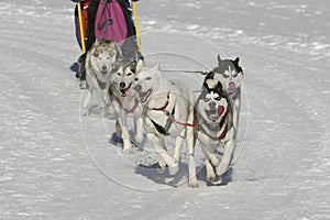 Sleddog race