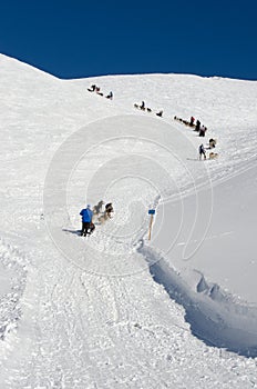 Sleddog race in Alps. All the time uphill