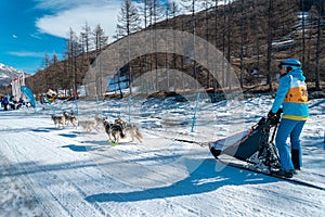 Sleddog race in Pragelato 2020