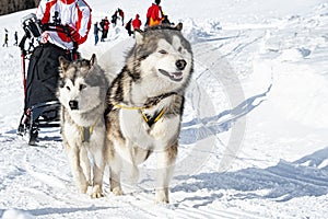 Sleddog scene in the italian alps