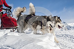 Sleddog scene in the italian alps