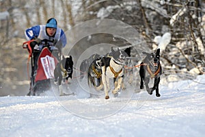 Sleddogs sport. Dog Sled Racing in Winter.