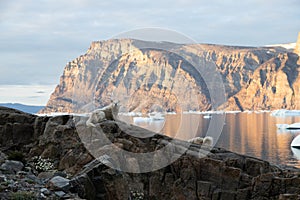 Sleddogs in Uummannaq, North Greenland. During Arctic Sunset.