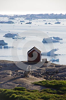 Sledge dog and kennel, Ilulissat, Greenland