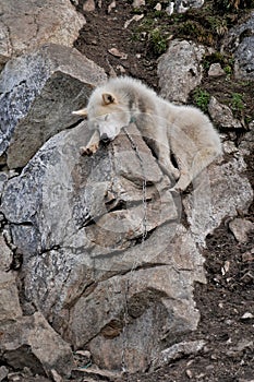 Sledge dog resting on a rock