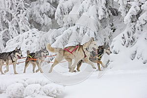 sledge dogging, Sedivacek& x27;s long, Czech Republic