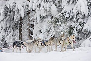 sledge dogging, Sedivacek& x27;s long, Czech Republic