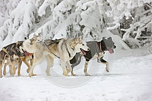 sledge dogging, Sedivacek& x27;s long, Czech Republic