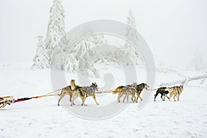 sledge dogging, Sedivacek& x27;s long, Czech Republic
