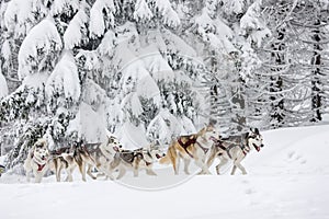 sledge dogging, Sedivacek's long, Czech Republic