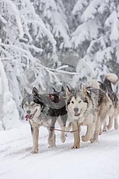 sledge dogging, Sedivacek's long, Czech Republic