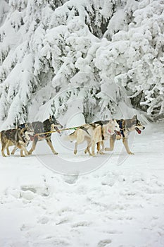 sledge dogging, Sedivacek's long, Czech Republic