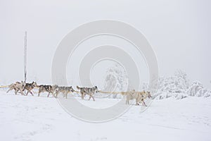 sledge dogging, Sedivacek's long, Czech Republic