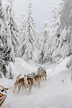 sledge dogging, Sedivacek's long, Czech Republic