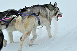 Sledge dogs.