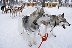 Sledge dogs eager to run, Kakslauttanen, Lapland, Finland photo