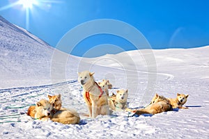 Sledge dogs in Greenland