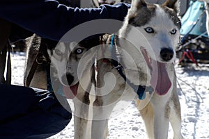 Sledge dogs or huskies in winter
