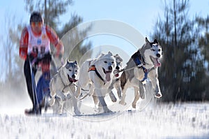 Sledge dogs in speed racing