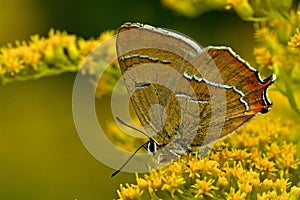 Sleedoornpage, Brown Hairstreak, Thecla betulae