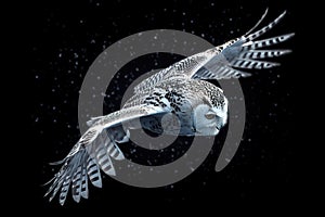 A sleek and agile Snowy Owl flying through the night sky, showing off its sleek and agile nature. Generative AI