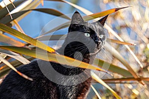 A sleek black cat peers out from an exotic plant setting, a perfect image for mystique themed pet products.