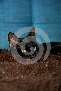 Sleek black feline lounging comfortably on a navy blue sofa.