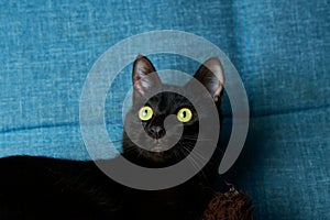 Sleek black feline lounging comfortably on a navy blue sofa.