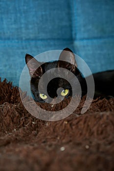 Sleek black feline lounging comfortably on a navy blue sofa.