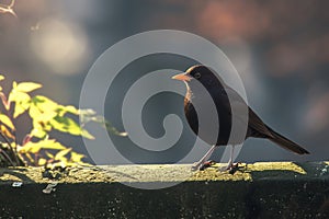 Sleek blackbird rests on a charming low stone barrier