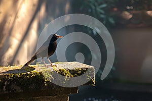 Sleek blackbird rests on a charming low stone barrier